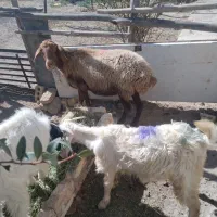 س یک میش چاق ۱۸۵۰۰فقط برای دیگ
