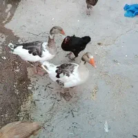 قاز نر و ماده