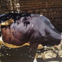 گاو ابستن
