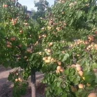 هرس وفرم دهی وباردهی علمی تخصصی