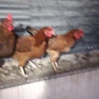 مرغ وخروس