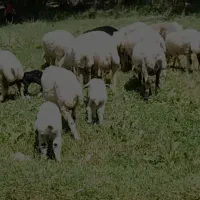 فروش ۱۵عدد شیشک میش
