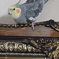 عروس هلندی نر سخنگو