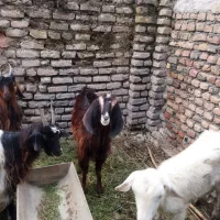 دوراس بز