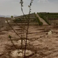 زمین-350-متری-شهرک-تماشا