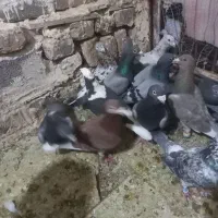 کفتر