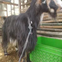 بز ماده جوان آماده جفت