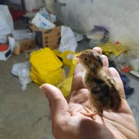 جوجه بلدرچین