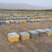 زنبور عسل ۵۰ کندو از ۵قاب تا ۱۰ قاب قیمت توافقی