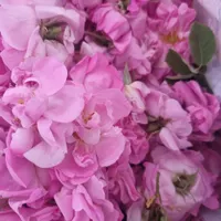 گل محمدی درجه ۱