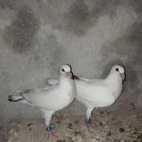 کبوتر