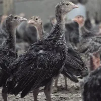 جوجه بوقلمون سینه پهن 45 روزه 500 گرمی