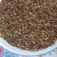 شلتوک درجه یک