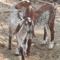 بزتالی با ۲تاکهره ی نر وماده نقشی رودخانه زیارتعلی