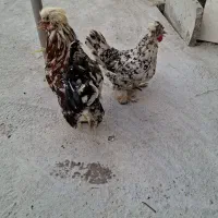 خروس ومرغ پاپر وکاکل دار