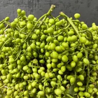 بنه بنشه خیلی ترد و تازه