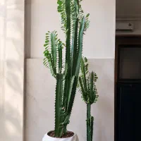 کاکتوس آپونتیای تریگونا سبز