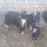 فروش ۵راس بزغاله نرداشتی  وگوشتی. دانه۱۴