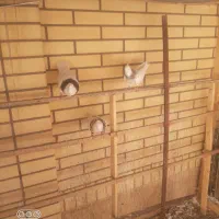 طوقی  سرور