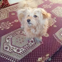 واگذاری توله سگ یک ساله ماده