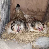 مرغ و خروس /کرچ /نیمچه/تخمگذار