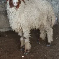 بره نر کمر پر