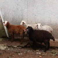 ۴ راس بره ۴نرگوسفند