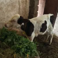 گوساله ماده