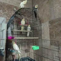عروس هلندی