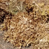 کنگر کوبیده جهت استفاده دام