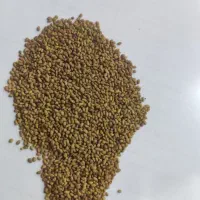 بذر یونجه پایه بلند