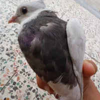 کبوتر طوقی گلالی