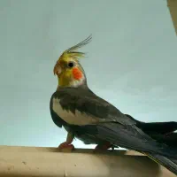 عروس هلندی یه جفت سالم