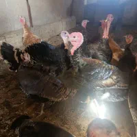 بوقلمون برنز انگلیسی