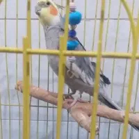 عروس هلندی فرار کرده به یابنده مژدگانی داده میشود