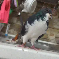 کبوتر