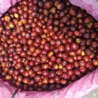 عناب تازه درجه یک