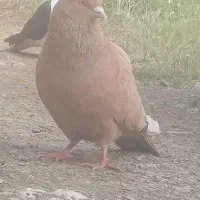 کبوتر