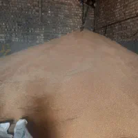 گندم بذری بوجاری رقم سرداری