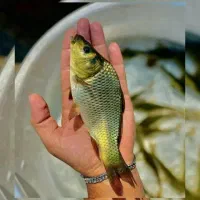 ماهی ریز و درشت ساوه