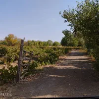 ۱۰۰۰ متر زمین باغی سند تک برگ