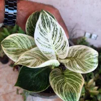 فیلودندرون برکین