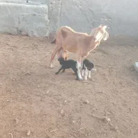 انواع گوسفند