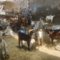 فروش عمده و تکی شنک