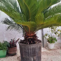 سیکاس بالای ۱۰ سال