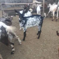 کهره ،نری ،بره فروشی