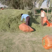 یونجه|عمده‌فروشی|برازجان, |دیوار