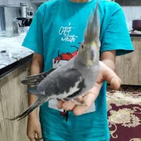 یک جفت طوطی عروس هلندی درجه یک