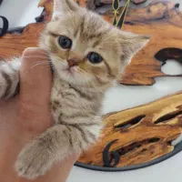 بچه گربه بریتیش