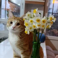 واگذاری گربه ی بریتیش DSH